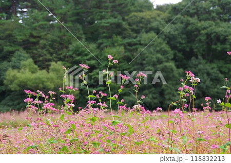 赤蕎麦畑のある風景 118832213