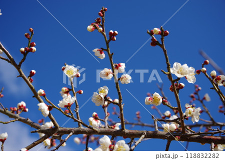 青空に映える白梅 118832282