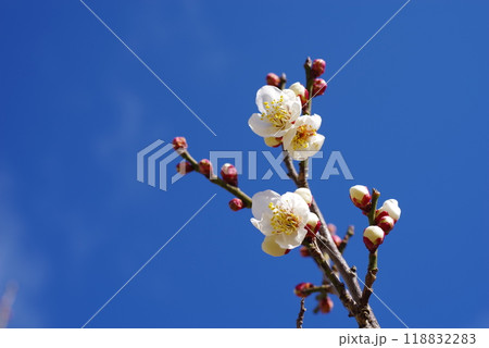 青空に映える白梅 118832283