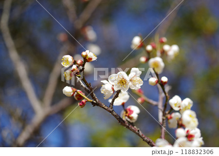 見頃の白梅 見頃の白梅 118832306