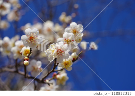 青空に映える白梅 118832313