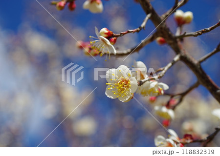 青空に映える白梅 118832319