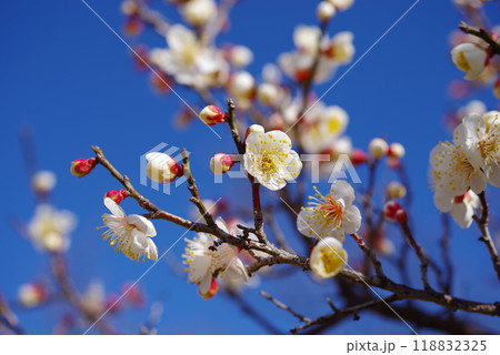 青空に映える白梅 青空に映える白梅 118832325