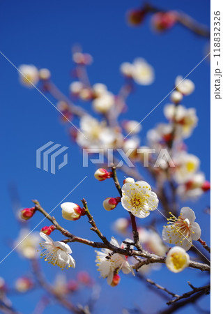 青空に映える白梅 118832326