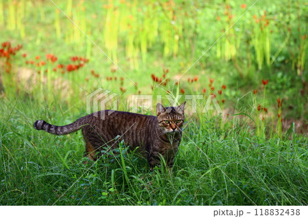 公園で遊ぶ猫 118832438