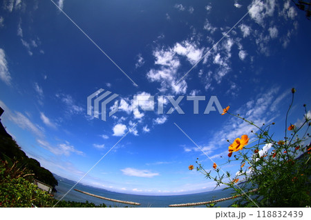 秋の空に浮かぶ黄色い花 118832439