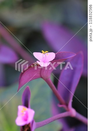 ピンク色の紫御殿(ムラサキゴテン)の花 ピンク色の紫御殿(ムラサキゴテン)の花 118832566