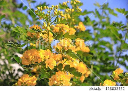 満開のカッシア（アンデスの乙女/ 小葉のセンナ） 118832582