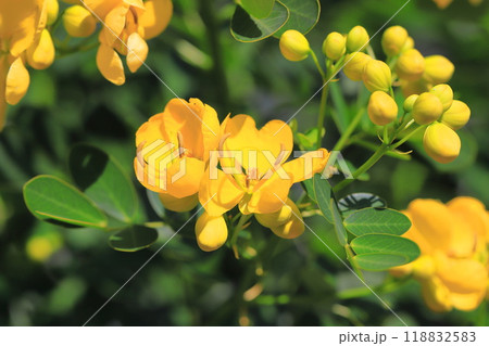 満開のカッシア(アンデスの乙女/ 小葉のセンナ) 満開のカッシア(アンデスの乙女/ 小葉のセンナ) 118832583