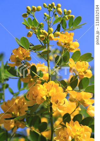 満開のカッシア（アンデスの乙女/ 小葉のセンナ） 118832584