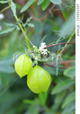 風船葛(フウセンカズラ)の白い花と実 風船葛(フウセンカズラ)の白い花と実 118832587