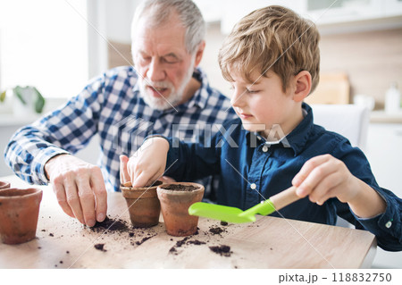 Grandfather and grandson planting seedlings. Vegetable seeds in the palm, planted into small terracotta pots. 118832750
