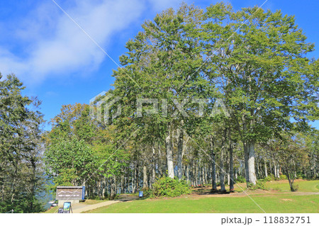 白馬岩岳マウンテンリゾートのブナ林 118832751