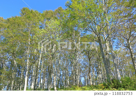 白馬岩岳マウンテンリゾートのブナ林 118832753