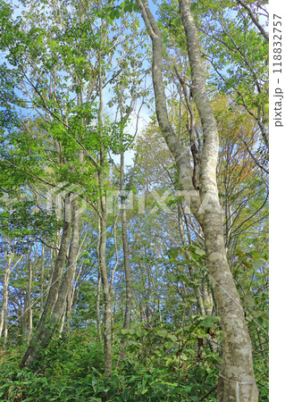 白馬岩岳マウンテンリゾート ねずこの森 白馬岩岳マウンテンリゾート ねずこの森 118832757