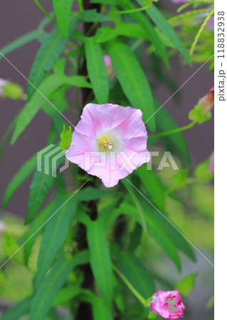 ピンク色の小昼顔（コヒルガオ）の花　 118832938
