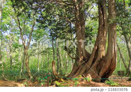 白馬岩岳マウンテンリゾート　ねずこの巨木 118833076