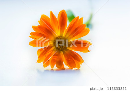 Calendula flower isolated on white background. Calendula officinalis Calendula flower isolated on white background. Calendula officinalis 118833831