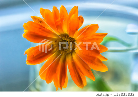 Calendula flower in a glass vase on the windowsill Calendula flower in a glass vase on the windowsill 118833832