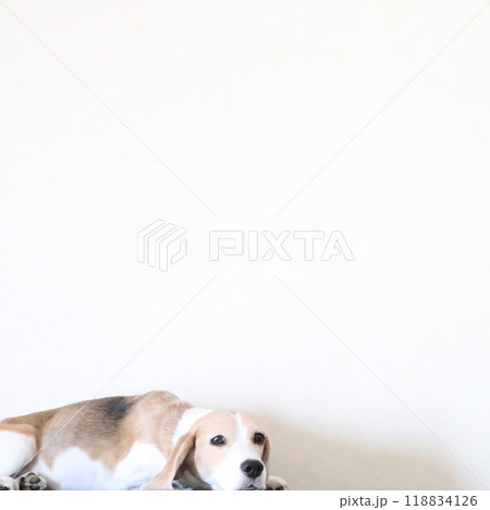 リラックスするビーグル犬 リラックスするビーグル犬 118834126