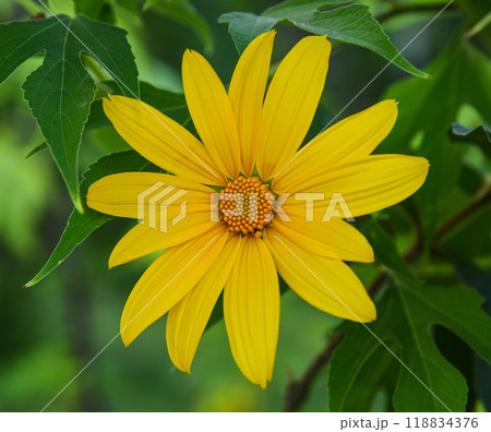 Yellow Tithonia diversifolia flower with green leaves as background Yellow Tithonia diversifolia flower with green leaves as background 118834376