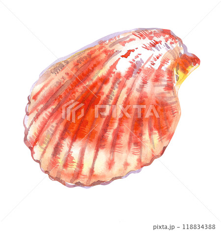 Scallop, bivalve marine mollusk, grooved shell in watercolor. Red Scallop, Calico Scallop, Argopecten Gibbus. This shell's side is convex in shape, in side view. Circular shaped with radiating ribs 118834388