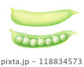 色鉛筆で描いたエンドウマメ 118834573