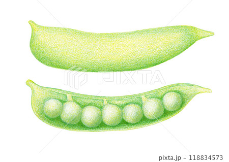 色鉛筆で描いたエンドウマメ 118834573