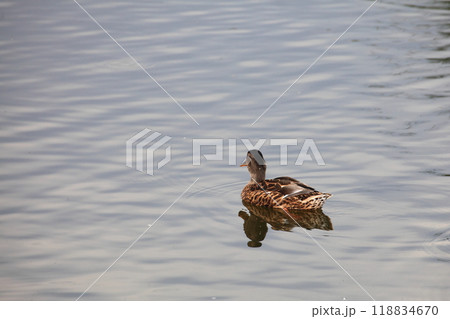 wild duck floating 118834670
