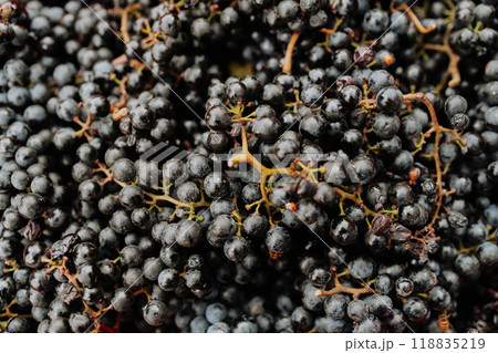 Close up of fresh blue grapes from vineyard. 118835219