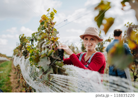 Woman hand picking grapes from grapevine, smiling. Manual grape harvesting in family-run vineyard. Woman hand picking grapes from grapevine, smiling. Manual grape harvesting in family-run vineyard. 118835220