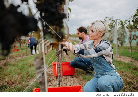 Married couple, owners of vineyard hand-picking grapes from grapevine. Manual grape harvesting in family-run vineyard. 118835235