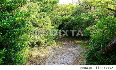 沖縄県座間味村高月山展望台内の緑地の道 沖縄県座間味村高月山展望台内の緑地の道 118835452