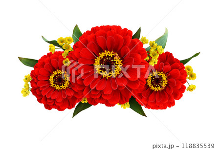 Red zinnia  flowers in a line floral arrangement isolated on white background 118835539