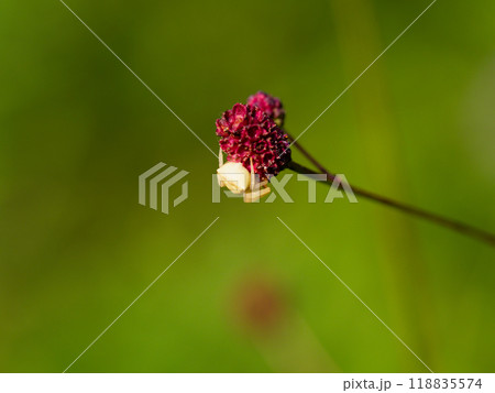バラ科ワレモコウで獲物を待つアズチグモ バラ科ワレモコウで獲物を待つアズチグモ 118835574