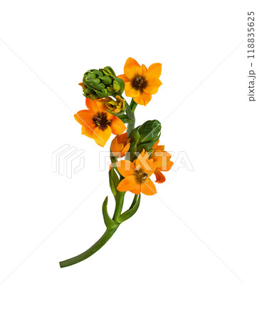 Orange ornithogalum flowers and buds in a floral arrangement  isolated background 118835625