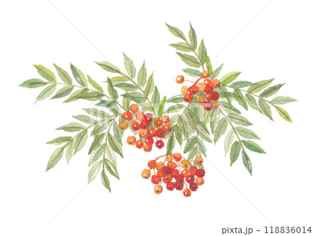 水彩で描いたナナカマド 水彩で描いたナナカマド 118836014