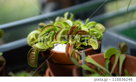 食虫植物 食虫植物 118836246