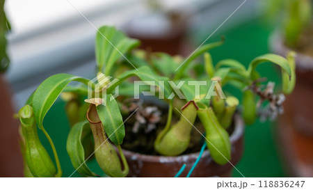 食虫植物 食虫植物 118836247