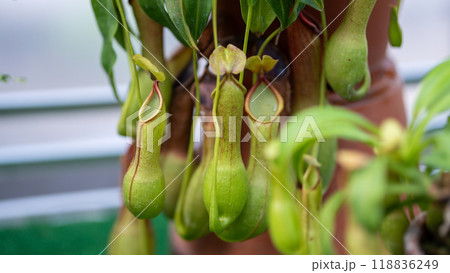 食虫植物 食虫植物 118836249