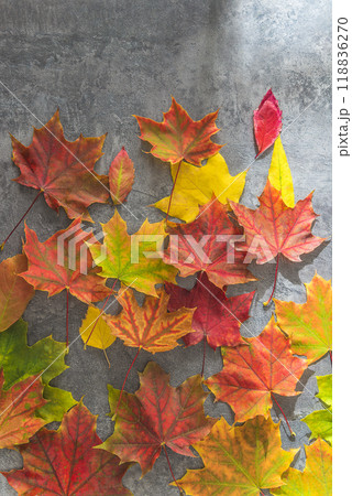 Beautiful autumn background: multicolored maple leaves on gray textured backgorund; copy space Beautiful autumn background: multicolored maple leaves on gray textured backgorund; copy space 118836270