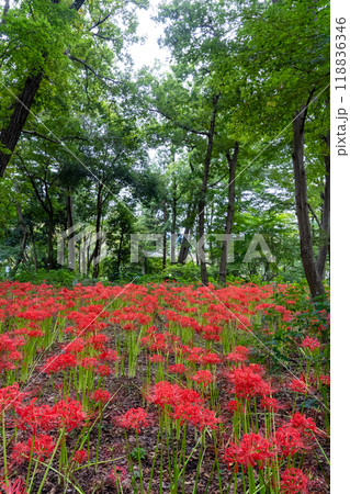 公園の森に咲く彼岸花（縦） 118836346