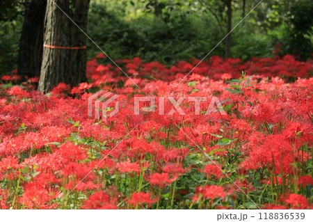 都立野川公園自然観察園の彼岸花 118836539