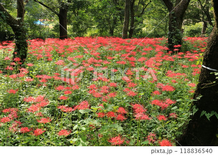 都立野川公園自然観察園の彼岸花 都立野川公園自然観察園の彼岸花 118836540