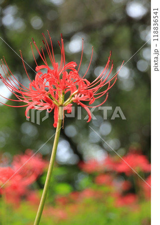 都立野川公園自然観察園の彼岸花 118836541