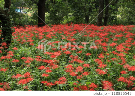 都立野川公園自然観察園の彼岸花 都立野川公園自然観察園の彼岸花 118836543