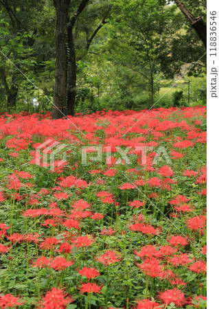 都立野川公園自然観察園の彼岸花 118836546