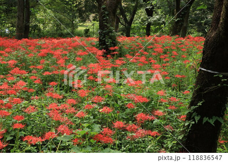 都立野川公園自然観察園の彼岸花 都立野川公園自然観察園の彼岸花 118836547