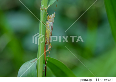 オナガササキリ（メス） 118836581