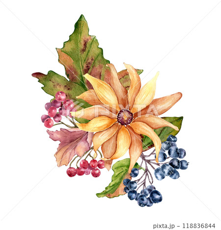 Colorful fall watercolor illustration of yellow rudbeckia flower and chokeberry isolated. Coneflowers, daisy, leaves and rowan hand drawn botanical composition. Autumn bloom sunflower hand painted. 118836844